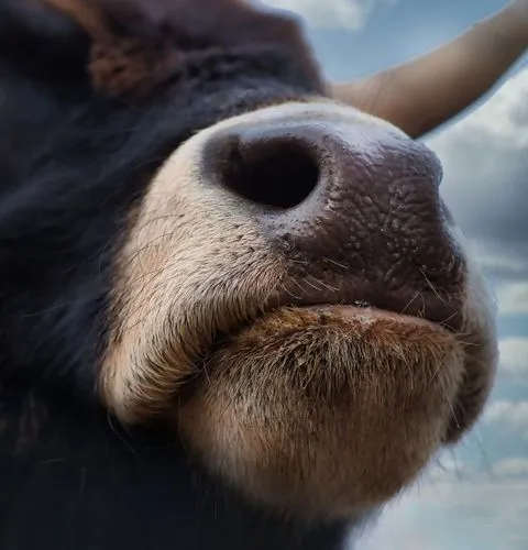 Norman cow in countryside